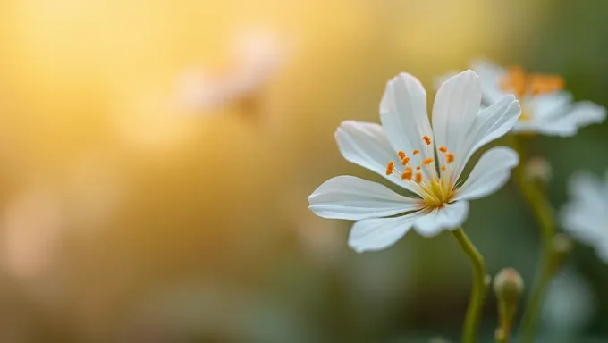  Fleur d'arrière-plan : amélioration de la beauté d'une scène