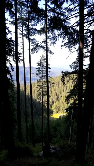 Scène de forêt paisible avec personne sur rocher