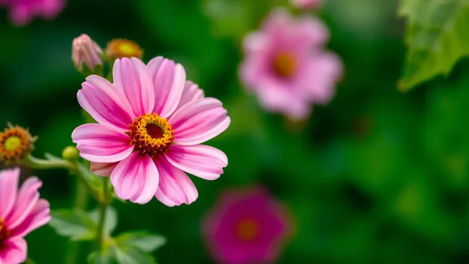 フリーの花のバックグラウンドクリエイティブプロジェクト用