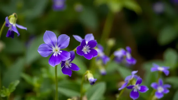 妖精のようなヴィオレットの花の背景