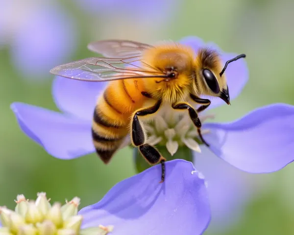 Bee Images: A Collection of Stunning Insect Photography