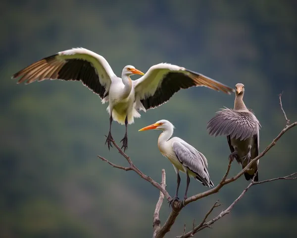 Birds' Images in Various Forms