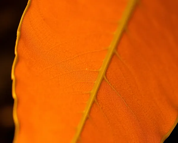 Close-up of Sawan Leaf in Warm Light