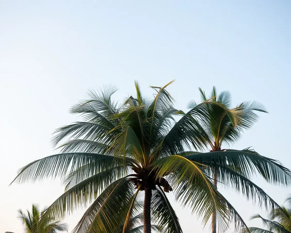 Coconut Tree Images: Beautiful Pictures of Coconut Tree Landscapes