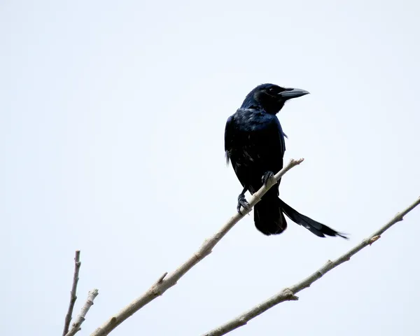 Crow Images Captured in Stunning Photography