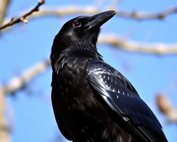 Crow Images Display Bird's Intelligent Behavior