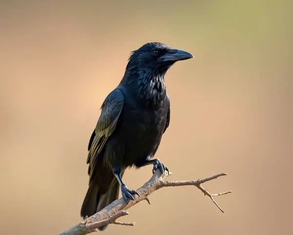 Crow Images Showcase Bird's Unique Feathers