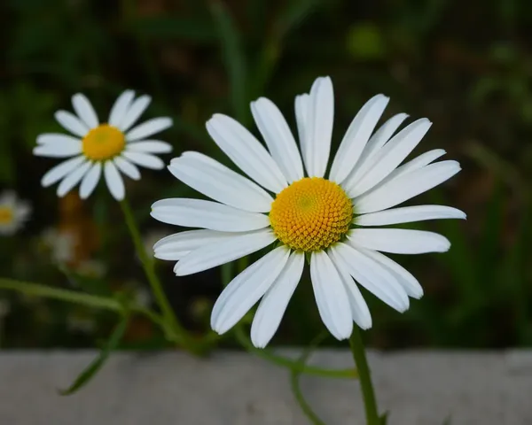 Daisy Images: Lovely Photographs of Fresh Flower Arrangements