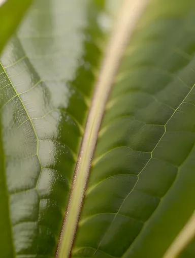 Delicate Karadi Leaf with Intricate Veins