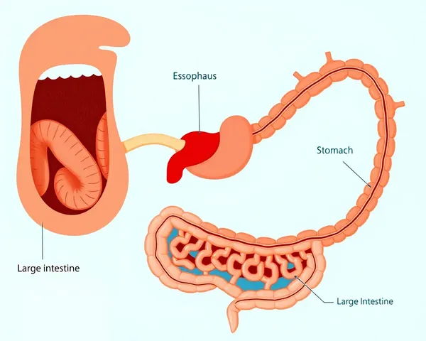 Digestive System Diagram with Mouth to Large Intestine