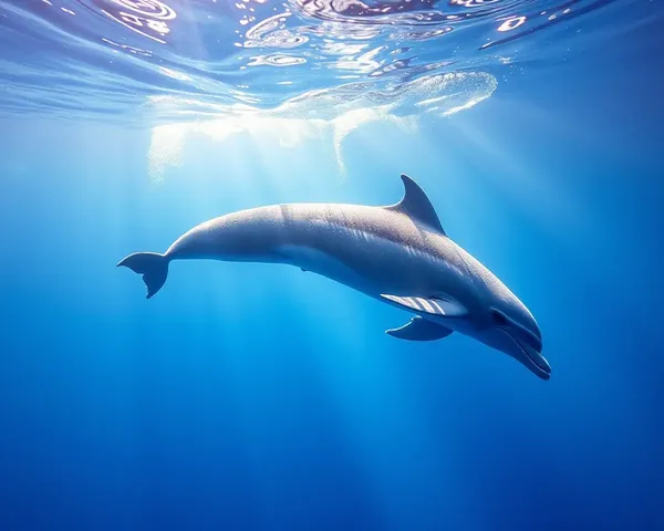 Dolphin Images in Marine Research Studies