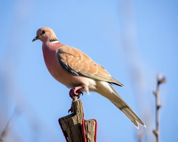 Dove Images: A Representation of Love and Harmony