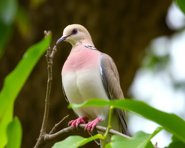 Dove Images: A Symbol of Peace and Serenity