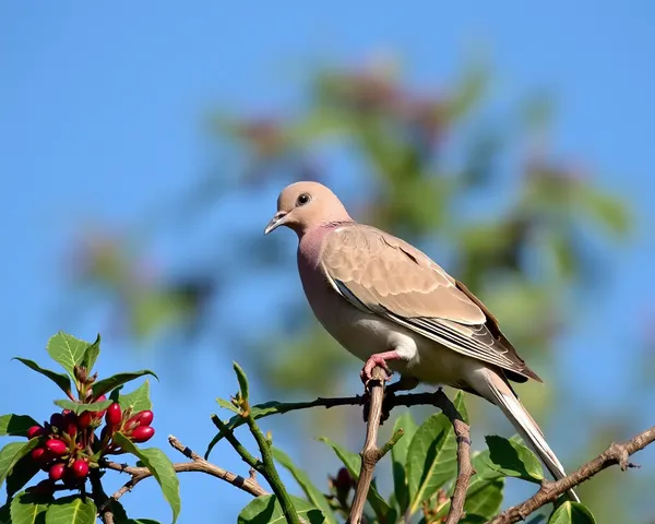 Dove Images: Symbolizing Hope and New Beginnings