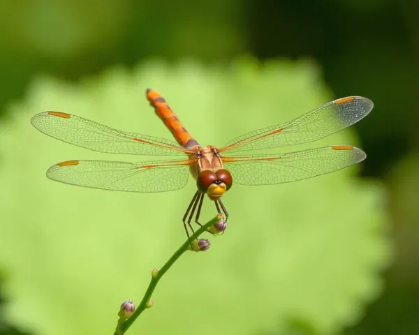 Dragonfly Images Display Agile Flight and Mysterious Nature