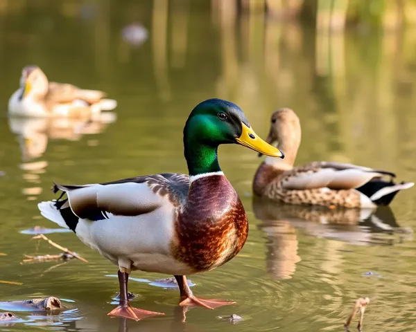 Duck Images: A Gallery of Waterfowl Pictures and Art