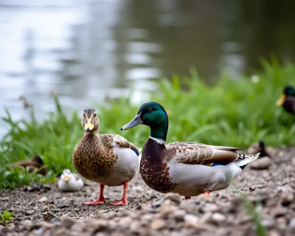 Duck Images: Photographs and Drawings of Feathered Friends