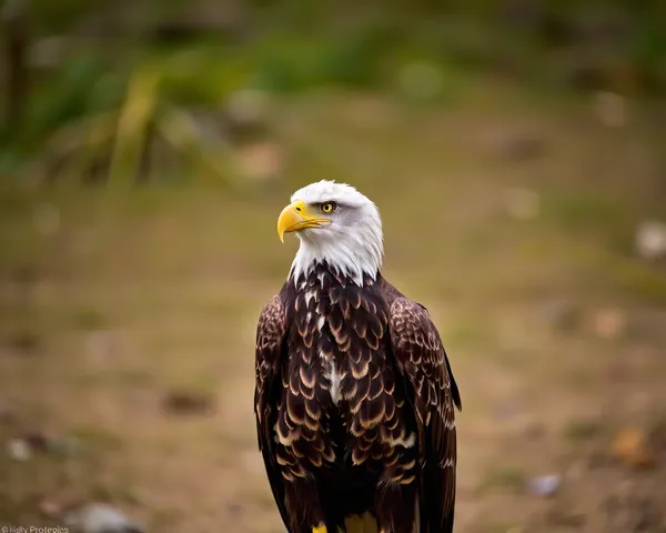 Eagle Images Capture Bird's Majestic Features