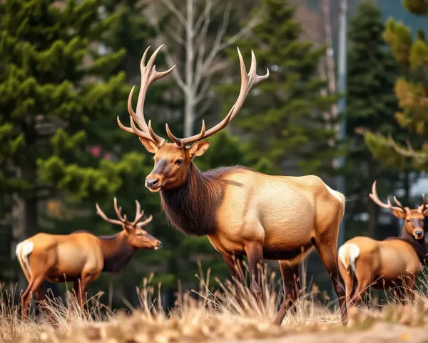 Elk Images Captured in Nature's Serenity