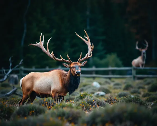 Elk Images Showcase Majestic Creature's Beauty