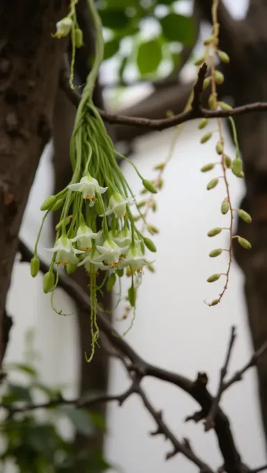 Epiphytes Suspended in Mid-Air on Rainforest Tree