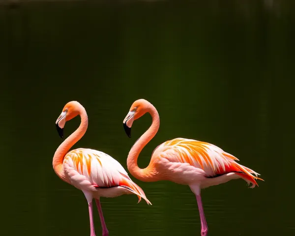 Flamingo Images: A Collection of Beautiful Bird Photographs