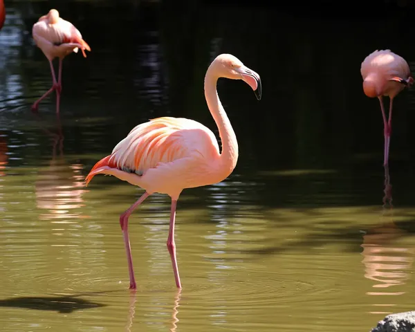 Flamingo Images: Pictures of Pink Feathers and Elegant Postures