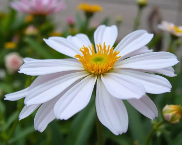 Fragrant Flower Images Fill the Air with Sweetness