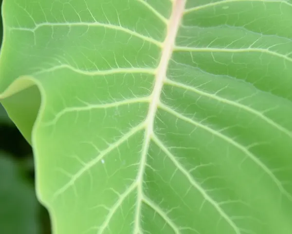 Fresh Bel Patra Leaf with Intricate Veins and Delicate Texture