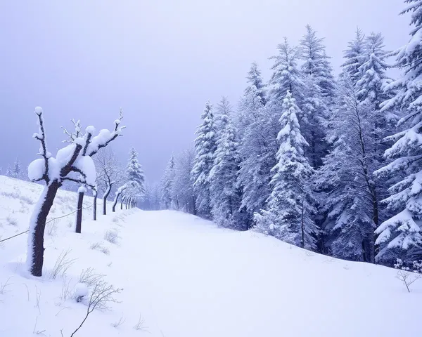 Frosty Scene: Image of Snow and Winter Beauty