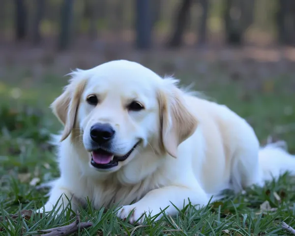 Golden Retriever Images Captivate Dog Lovers Worldwide