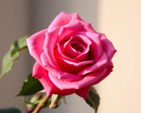 Good Morning Rose Image Radiates Serene Atmosphere