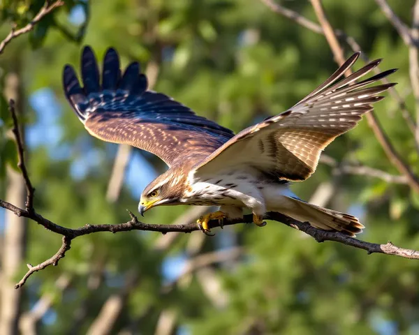 Hawk Images Display Soaring Birds' Majestic Form