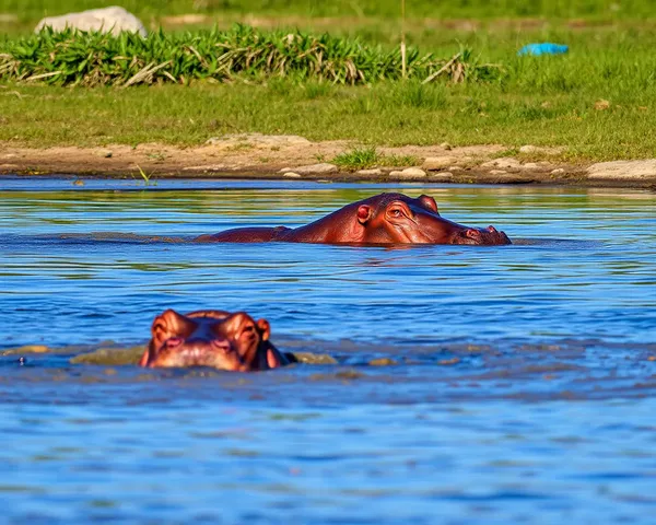 Hippo Images: Unique and Adorable Animal Pictures