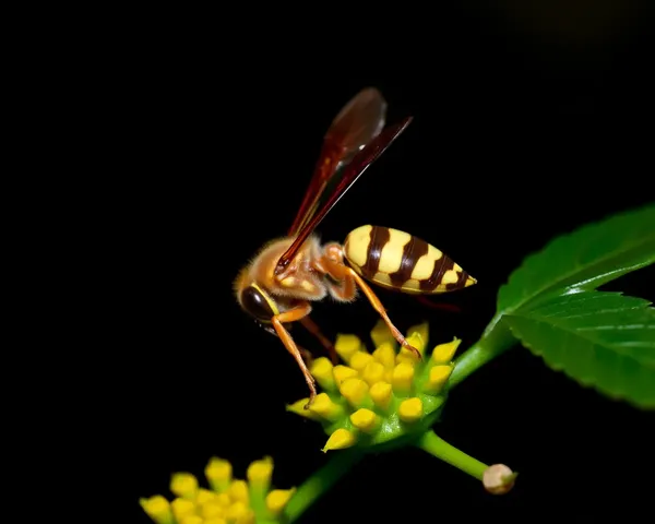 Hornet Images Show Distinctive Shapes and Textures