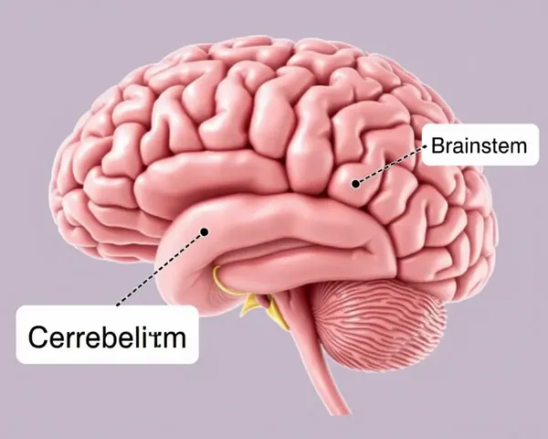 Human Brain Diagram with Cerebrum, Cerebellum, and Brainstem