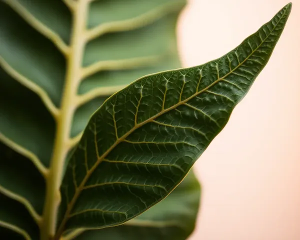 Intricate Bhoringani Leaf Details on Soft Background