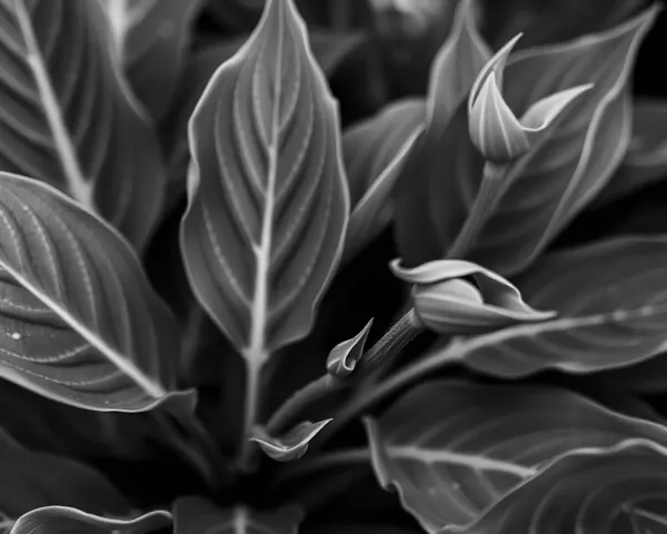 Kaitha Plant Leaves and Stems with High-Contrast Black and White Texture