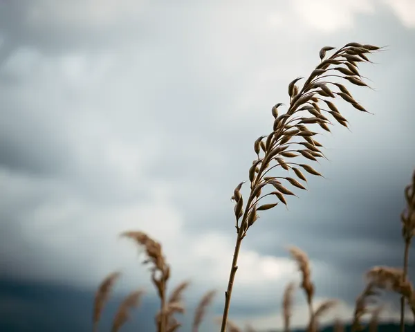 Kaitha Plant Stems and Leaves Swaying in Wind Against Stormy Sky