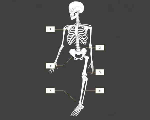 Lower Limbs Bones Unlabeled Human Skeleton Diagram