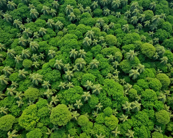 Lush Forest with Swaying Poo Malai Flowers Aerial View
