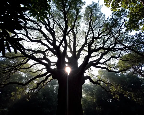 Majestic Bhoringani Tree in Dense Forest