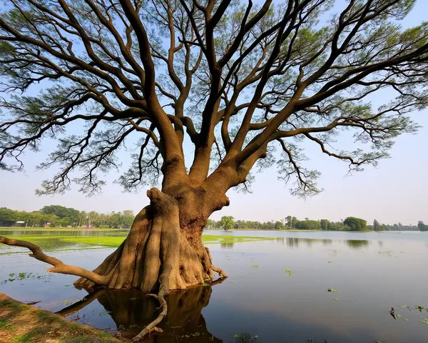 Majestic Tree Standing Tall by Pani Tanki Pond