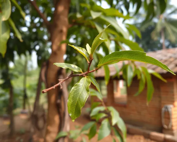 Mango Tree Twig Growing in Kannada Village Landscape