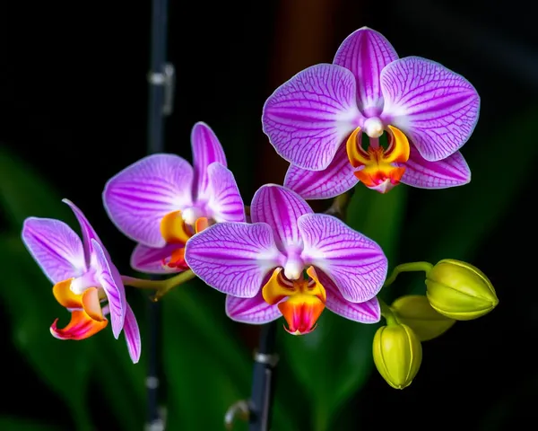 Orchid Images: Unique and Exotic Flower Pictures