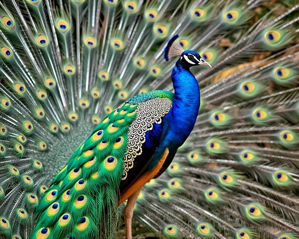 Peacock Images: A Collection of Vibrant Plumage