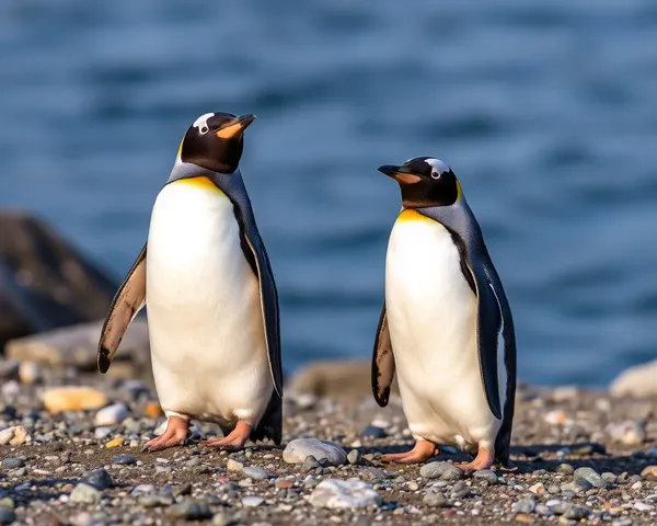 Penguin Images Showcase Unique and Colorful Feathers