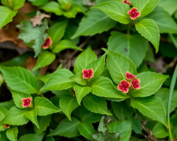 Poison Ivy Images Appear in Nature and Online