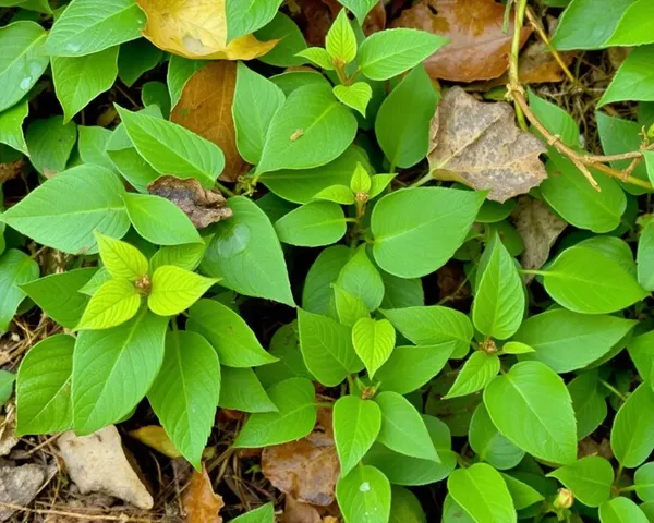 Poison Ivy Images Require Proper Identification Always