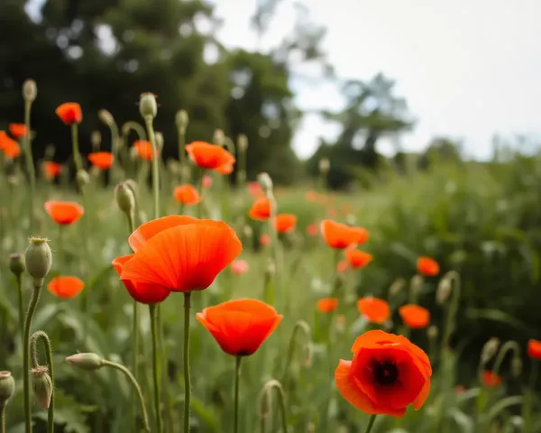 Poppy Images Showcase Nature's Beauty in Full Bloom